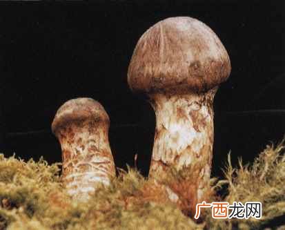 松茸是什么东西，松茸怎么吃！