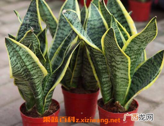 虎皮兰如何养 虎皮兰的养殖方法和注意事项
