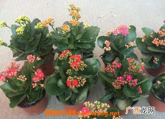 长寿花如何养 长寿花的养殖方法和注意事项