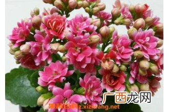长寿花如何养 长寿花的养殖方法和注意事项