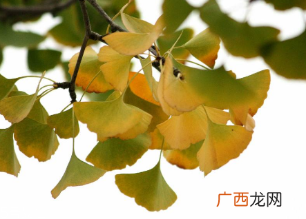 银杏胶囊主要治什么病?