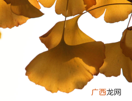 银杏胶囊主要治什么病?