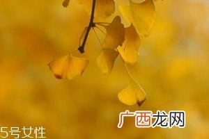 银杏胶囊主要治什么病?