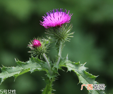 诺奥奶蓟提取物胶囊怎么样？效果还不错