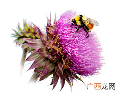 诺奥奶蓟提取物胶囊怎么样？效果还不错