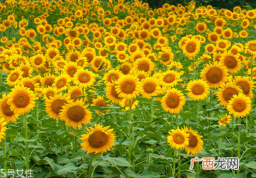 nowfoods葵花卵磷脂胶囊功效