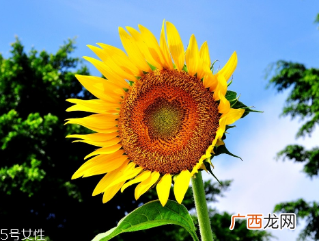 nowfoods葵花卵磷脂胶囊功效