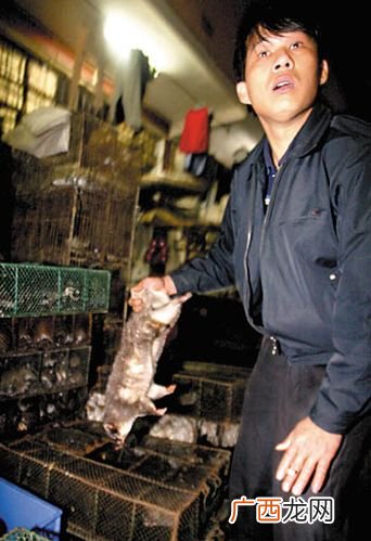 为什么穿山甲不能养殖 穿山甲养殖基地电话