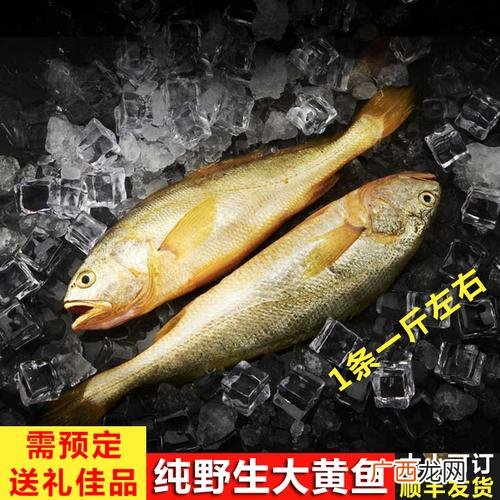 深海网箱养殖大黄鱼 大黄鱼深海养殖