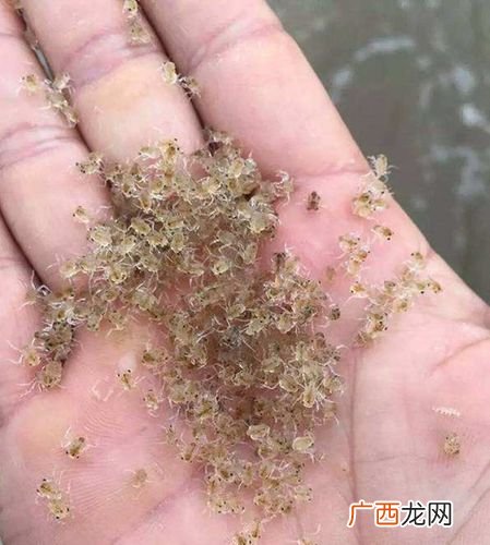 人工养殖黑熊 大眼幼体养殖 - 百度