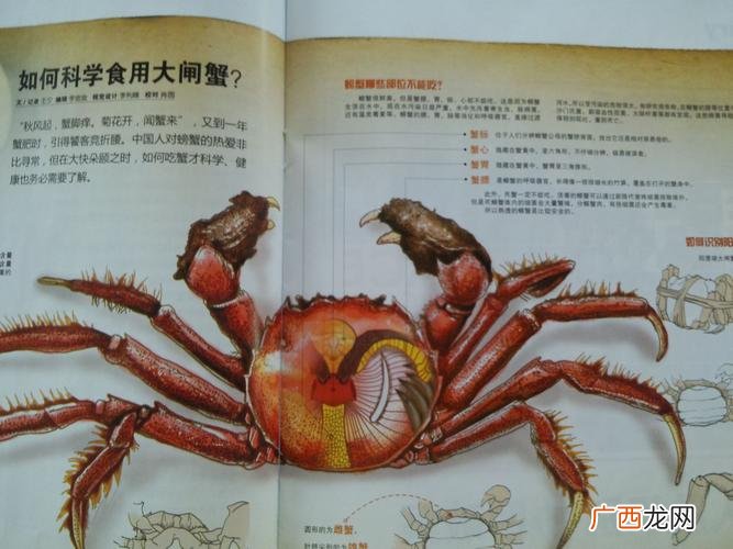大眼幼体蟹苗好养吗 大眼幼体养殖吃什么