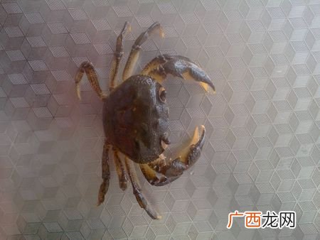 大眼幼体蟹苗好养吗 大眼幼体养殖吃什么