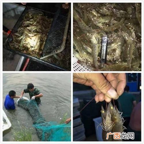 大棚养殖龙虾 淡水虾养殖大棚