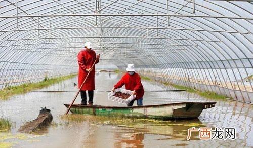 大棚养殖龙虾 淡水虾养殖大棚