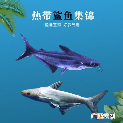 超市淡水鱼养殖方法 淡水鱼养殖新品种