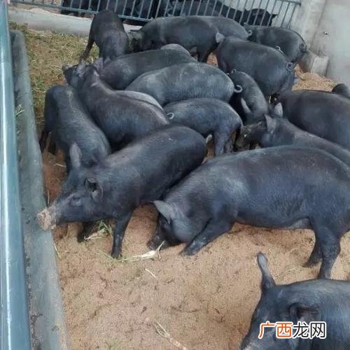 江西土黑山猪养殖 东兰黑山猪养殖