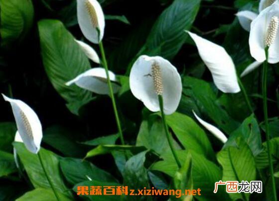 一帆风顺如何养 一帆风顺的养殖方法和注意事项