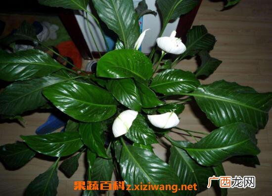 一帆风顺如何养 一帆风顺的养殖方法和注意事项