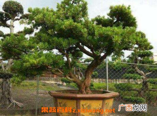 罗汉松怎么养 罗汉松的养殖方法和注意事项