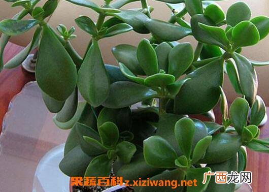 玉树如何养 玉树的养殖方法和注意事项