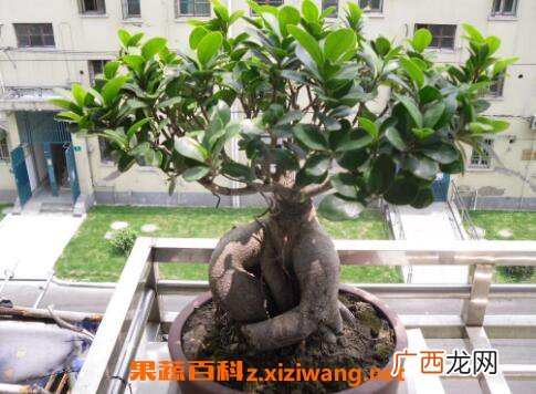 榕树盆景怎么养 养殖榕树盆景的注意事项