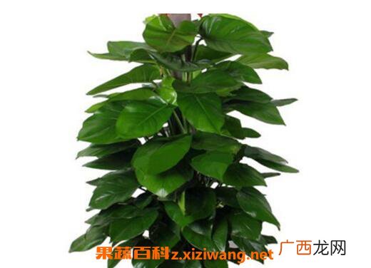 大叶绿萝如何修剪 大叶绿萝修剪方法技巧