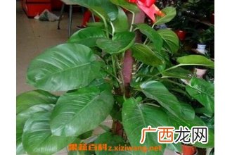 大叶绿萝如何修剪 大叶绿萝修剪方法技巧