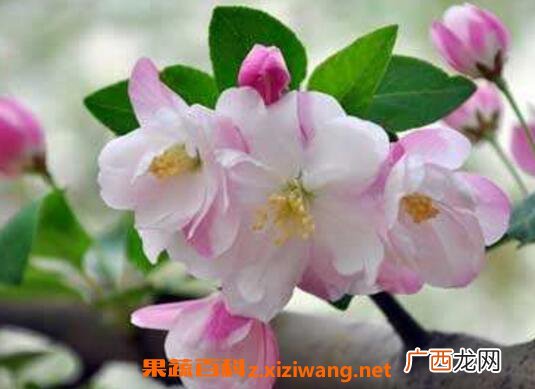 海棠花如何养 海棠花的养殖方法和注意事项