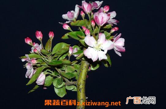 海棠花如何养 海棠花的养殖方法和注意事项