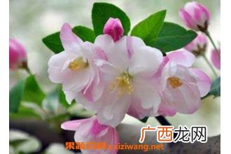 海棠花如何养 海棠花的养殖方法和注意事项
