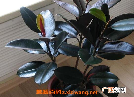 黑金刚怎么养 黑金刚的养殖方法和注意事项