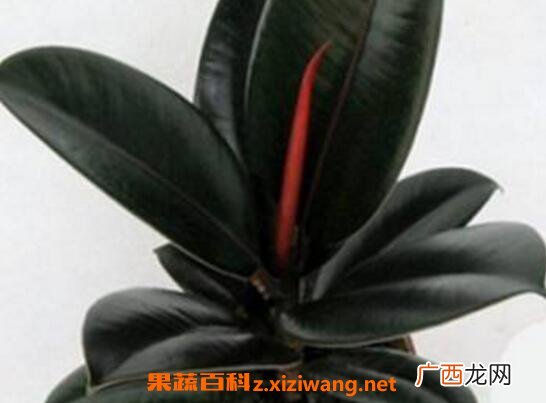 黑金刚怎么养 黑金刚的养殖方法和注意事项