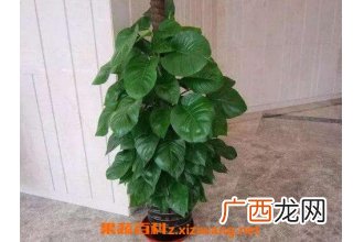 大叶绿萝的养殖方法和注意事项