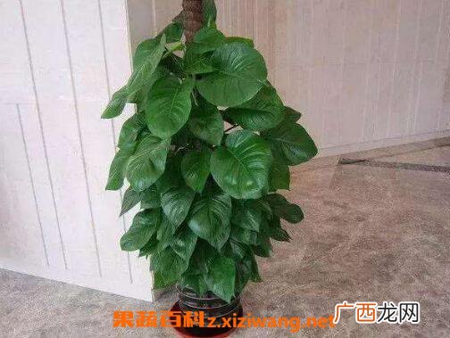 大叶绿萝的养殖方法和注意事项