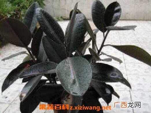 黑金刚怎么扦插 黑金刚的扦插方法技巧