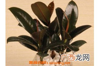 黑金刚怎么扦插 黑金刚的扦插方法技巧