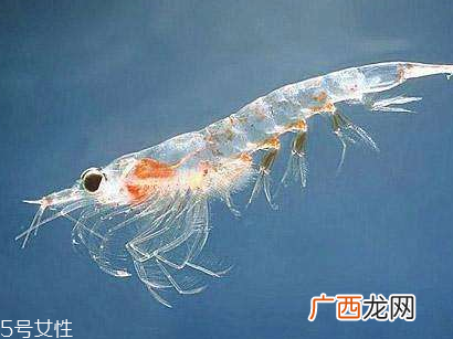 nature'sown超级磷虾油胶囊功效