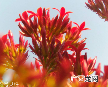newchapter红景天精华功效