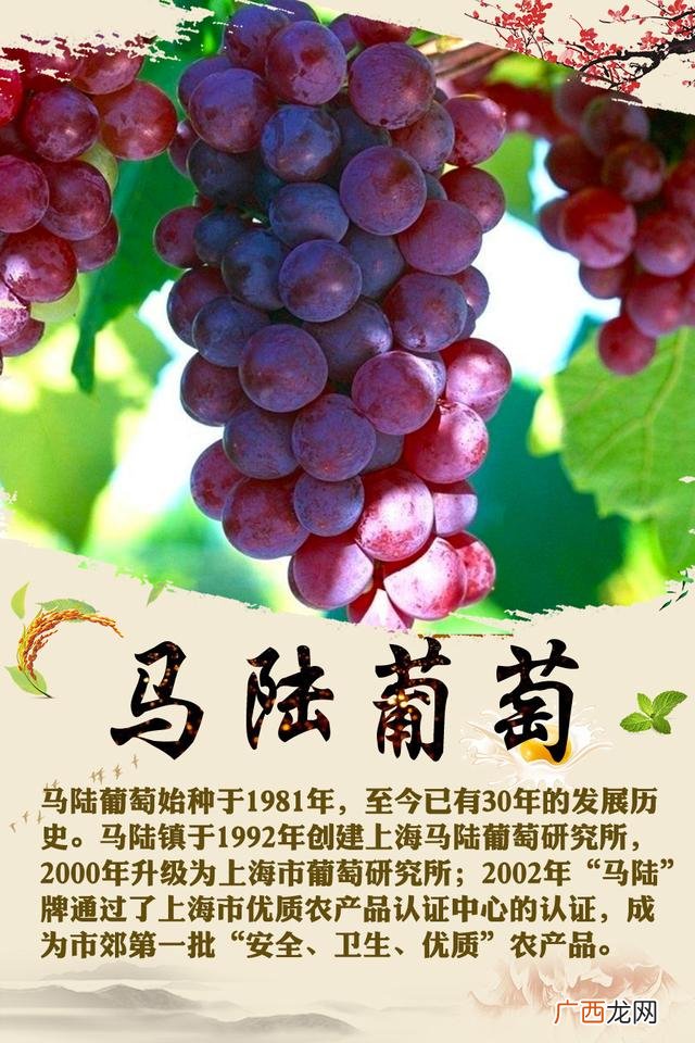 上海十大特产,上海知名幼儿园有哪些