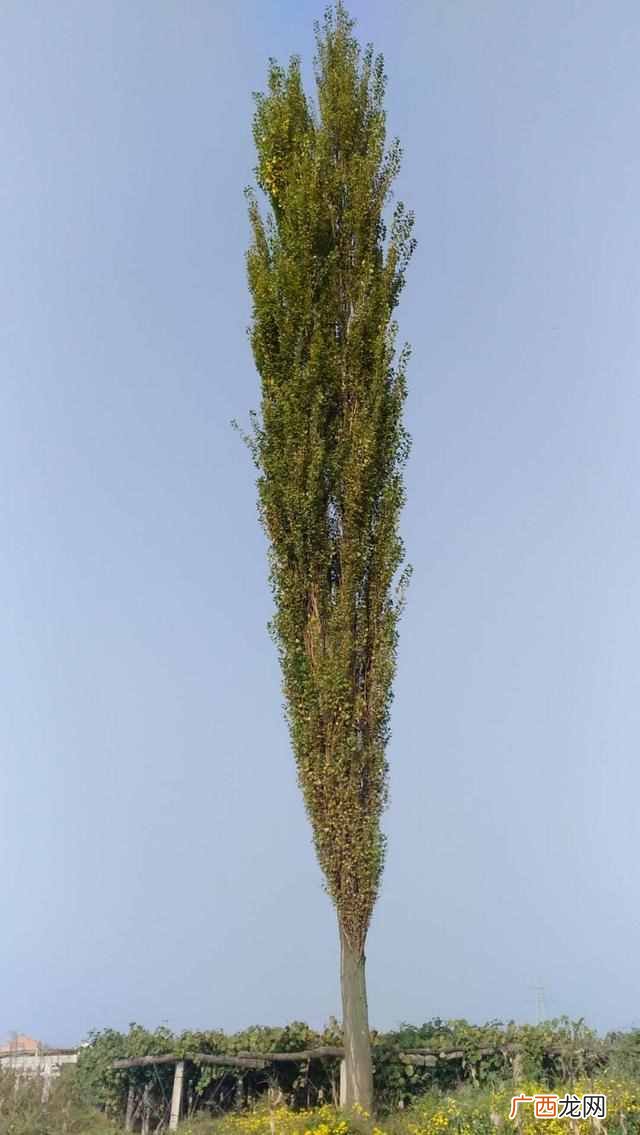 白杨树的特点和象征意义是什么？