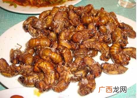 知了的幼虫叫什么,有哪些功效！