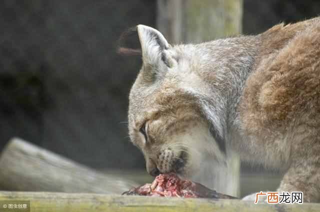 猫最喜欢吃什么东西，猫喜欢5种食物！