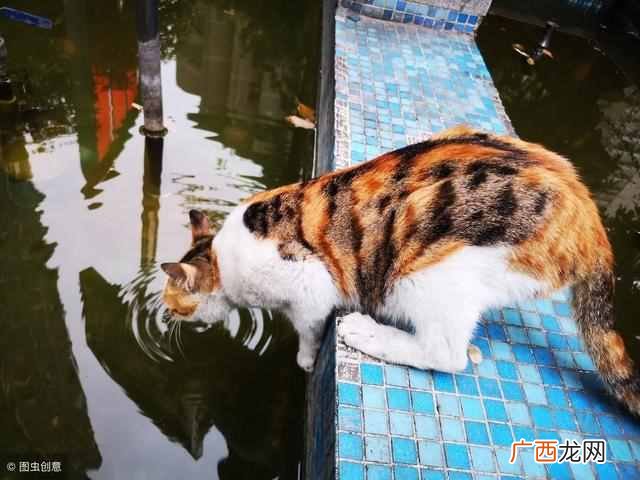 猫最喜欢吃什么东西，猫喜欢5种食物！
