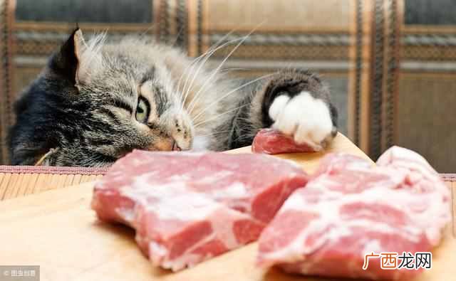 猫最喜欢吃什么东西，猫喜欢5种食物！