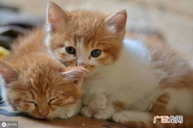 猫最喜欢吃什么东西，猫喜欢5种食物！