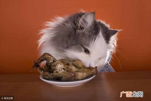 猫最喜欢吃什么东西，猫喜欢5种食物！