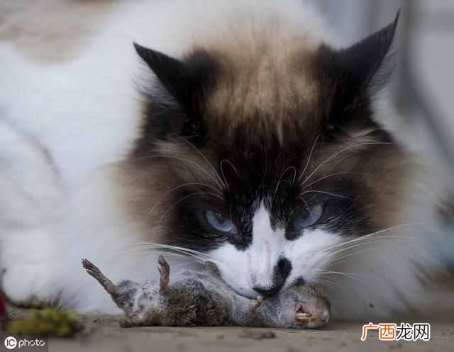 猫最喜欢吃什么东西，猫喜欢5种食物！