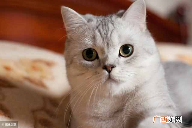 猫最喜欢吃什么东西，猫喜欢5种食物！