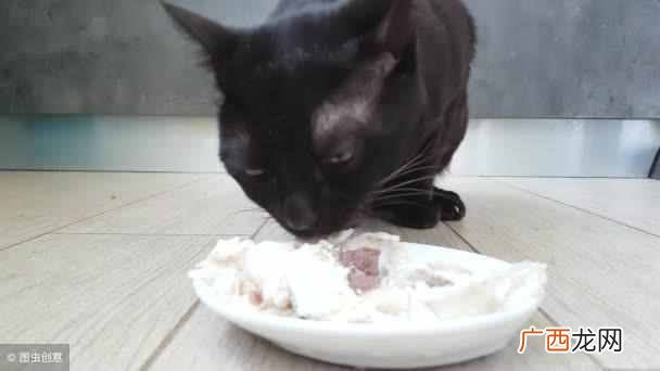 猫最喜欢吃什么东西，猫喜欢5种食物！