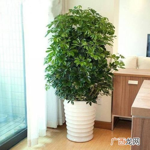 花卉发财树的养殖方法 发财树的家庭养殖方法